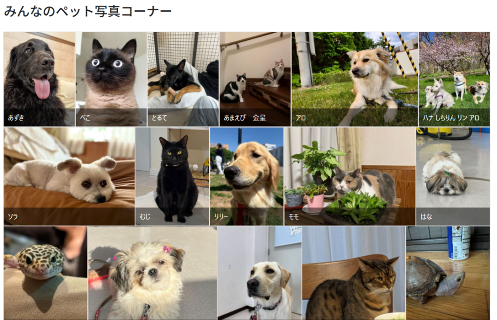 【公開中！】みんなのペット写真コーナー